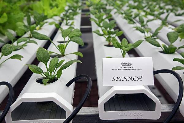 Community Poster featuring the photograph Hydroponic Spinach At A Hospital Farm by Jim West