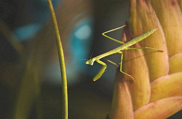 Mantodea Poster featuring the photograph I Pray For You... by Tammy Schneider