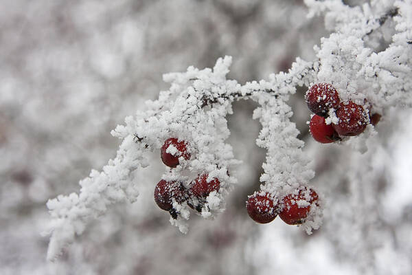 Snow Poster featuring the photograph Iced Hawthorn by Mark Kiver