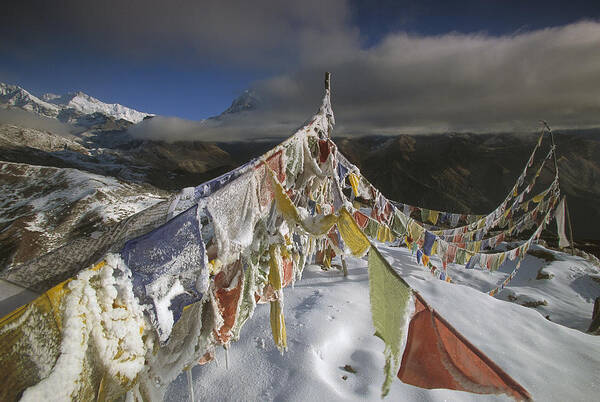 Feb0514 Poster featuring the photograph Icy Prayer Flags Himalaya India by Colin Monteath