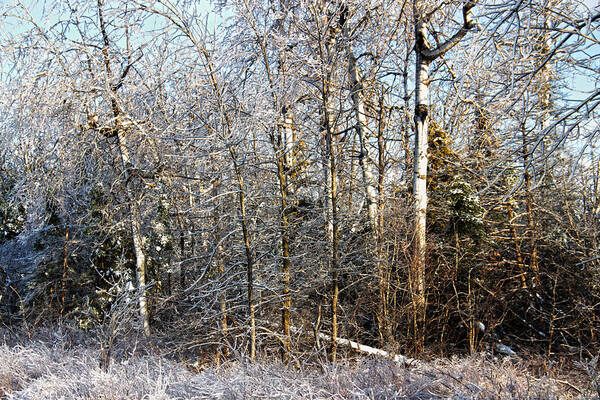 Trees Poster featuring the photograph Icy Tree Line by Jim Vance
