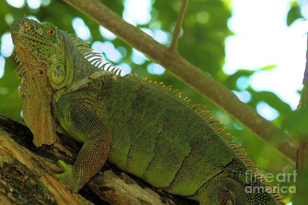 Iguana Poster featuring the photograph Iguana In The Trees by Adam Jewell