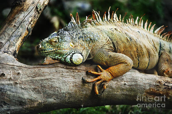 Iguana Poster featuring the photograph Iguana by Jelena Jovanovic