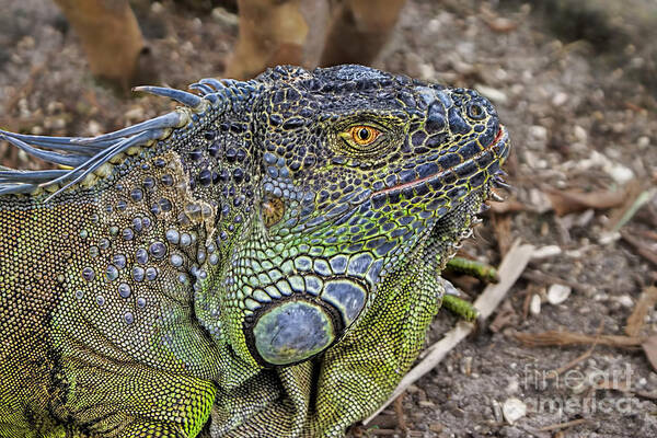 Iguana Poster featuring the photograph Iguana by Olga Hamilton