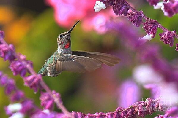 Hummingbird Poster featuring the photograph In Between Meals by Adam Jewell