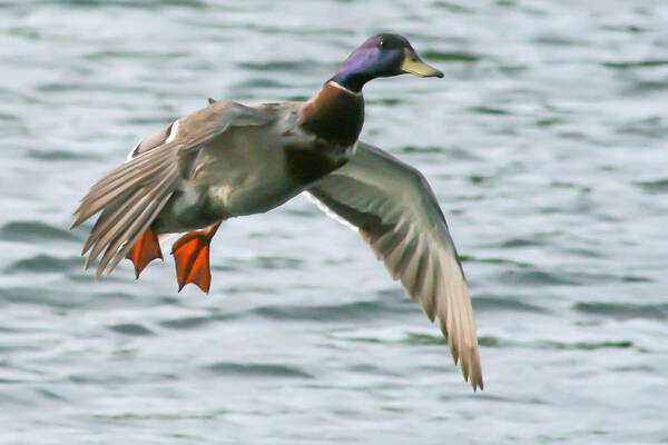 Duck Poster featuring the photograph In For A Landing by Jeff Mize