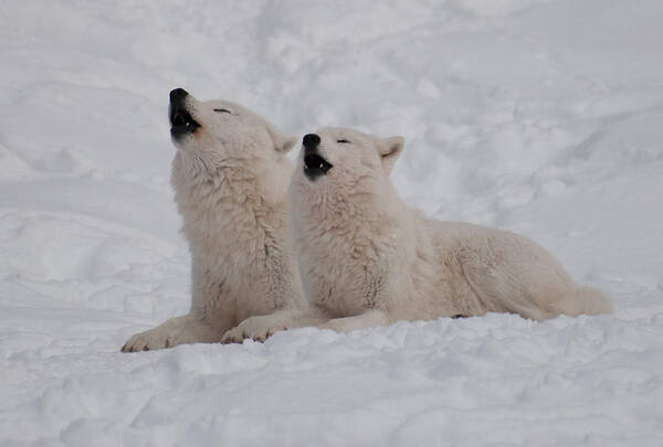 Arctic Wolf Poster featuring the photograph In Harmony by Bianca Nadeau