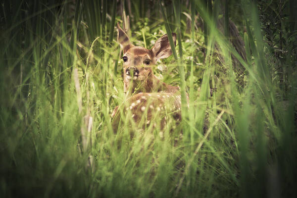 Deer Poster featuring the photograph In The Tall Grass by Shane Holsclaw