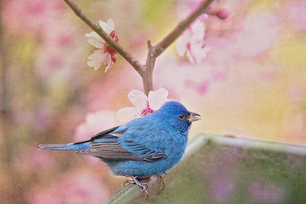 Indigo Bunting Poster featuring the photograph Indigo Bunting in Spring by Bonnie Barry