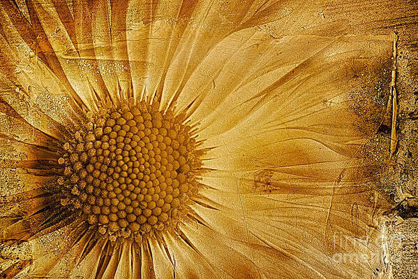Textured Bellis Perennis Poster featuring the photograph Infusion by John Edwards