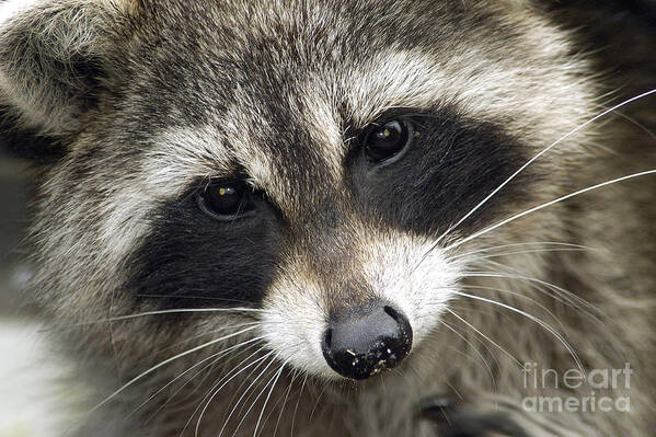 Raccoon Poster featuring the photograph Inquisitive Raccoon by Jane Axman