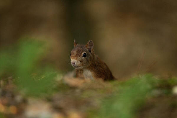 Redsquirrel Poster featuring the photograph Inquisitive Red Squirrel by Paul Scoullar