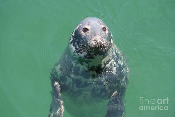 Inquisitive Seal Poster featuring the photograph Inquisitive seal by Jim Gillen