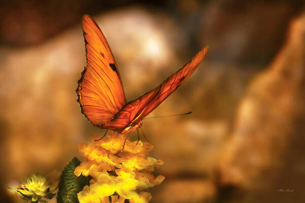 Julia Heliconian Poster featuring the photograph Insect - Butterfly - Just a bit of orange by Mike Savad