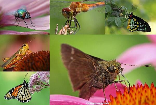 Monarch Poster featuring the photograph Insect Macro Photography Art by Juergen Roth