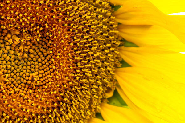 Agriculture Poster featuring the photograph Inside the Sunflower by Teri Virbickis