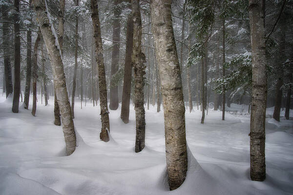 #maine#landscape#winter#birch#trees Poster featuring the photograph Into the Woods by Darylann Leonard Photography