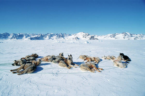Husky Poster featuring the photograph Inuit Husky Dogs by Simon Fraser/science Photo Library