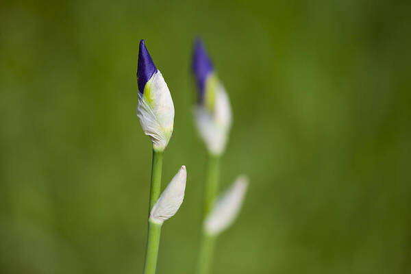  Background Poster featuring the photograph Iris Buds by Martin Joyful