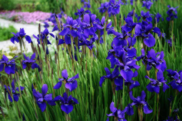 Iris Poster featuring the photograph Iris In The Field by Kay Novy