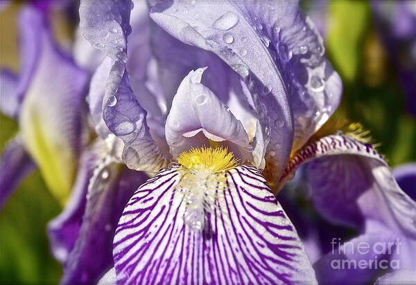 Iris Poster featuring the photograph Iris with Raindrops by Linda Bianic