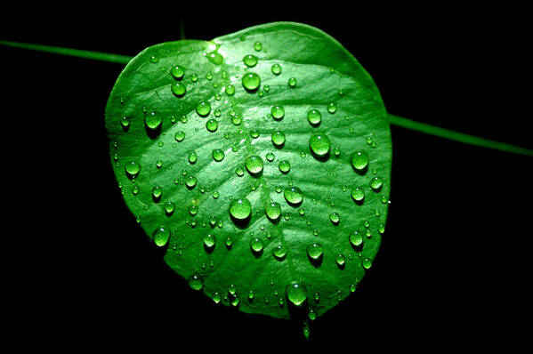 Leaf Poster featuring the photograph Ivy Rain by David Weeks