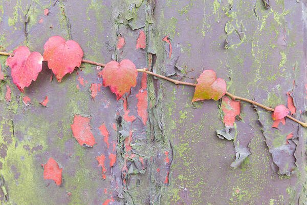 Boston Ivy Poster featuring the photograph Ivy vs Paint by Semmick Photo