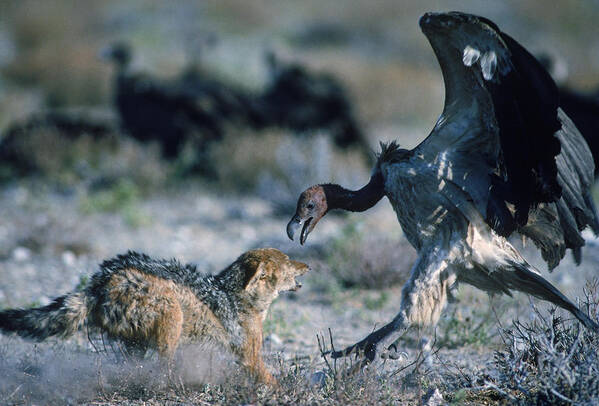 Africa Poster featuring the photograph Jackal And Vulture Fighting, Namibia by Robert Caputo