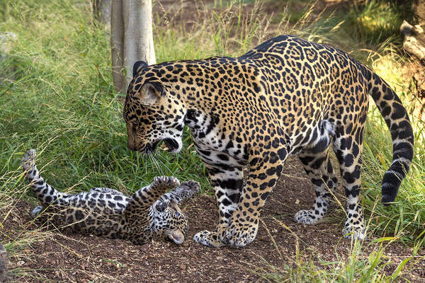 Feb0514 Poster featuring the photograph Jaguar Cub Playing With Mother by San Diego Zoo