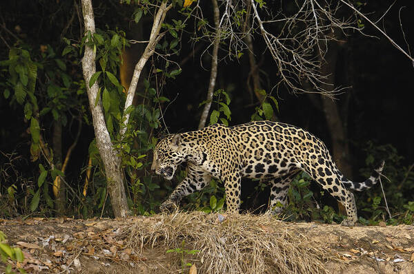 Feb0514 Poster featuring the photograph Jaguar Cuiaba River Brazil by Pete Oxford