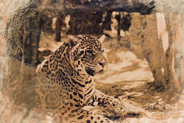 Jaguars. Jaguar Poster featuring the photograph Jaguar in Sepia by Douglas Barnard
