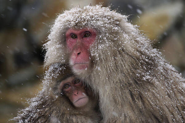 534262 Poster featuring the photograph Japanese Macaque And Baby In Snow Japan by Hiroya Minakuchi