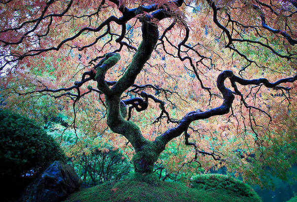 Japanese Maple Tree Poster featuring the photograph Japanese Maple In Autumn by Athena Mckinzie