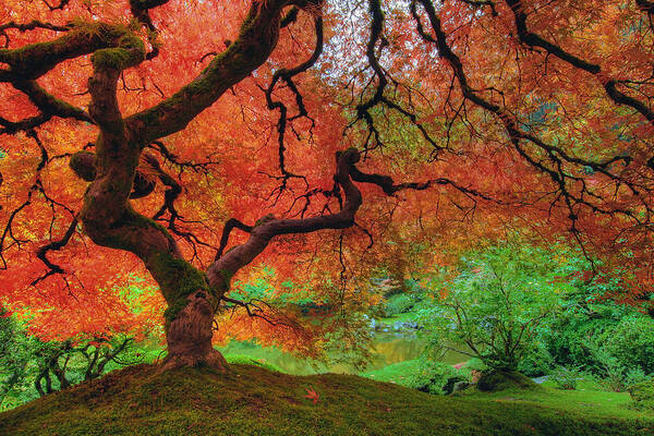 Portland Poster featuring the photograph Japanese Maple Tree in Autumn by David Gn