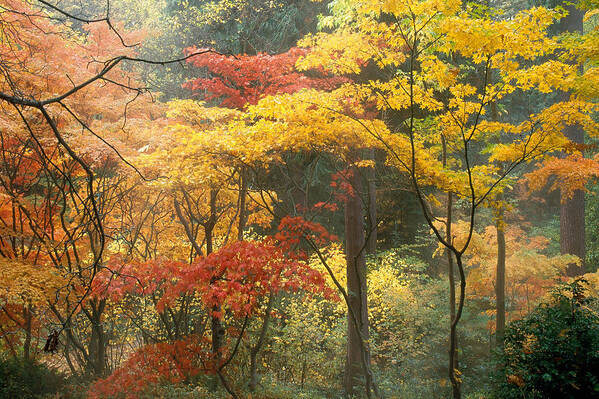 Acer Poster featuring the photograph Japanese Maples In Fall Color by F. Stuart Westmorland