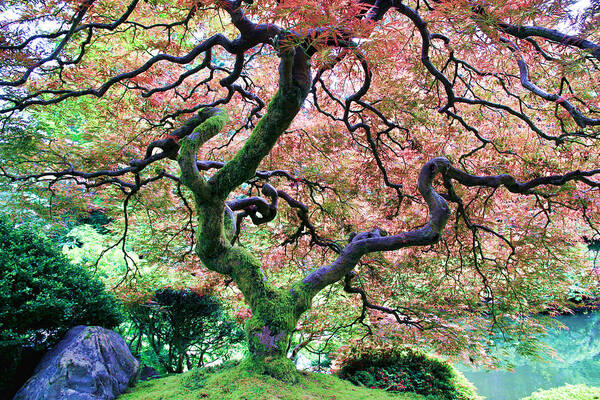 Japanese Maple Tree Poster featuring the photograph Japanese Tree in Garden by Athena Mckinzie