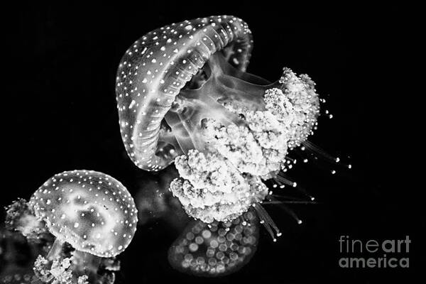 Horizontal Poster featuring the photograph Jelly fish by Gabriela Insuratelu