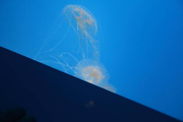 Inner Poster featuring the photograph Jellyfish - National Aquarium in Baltimore MD - 121245 by DC Photographer