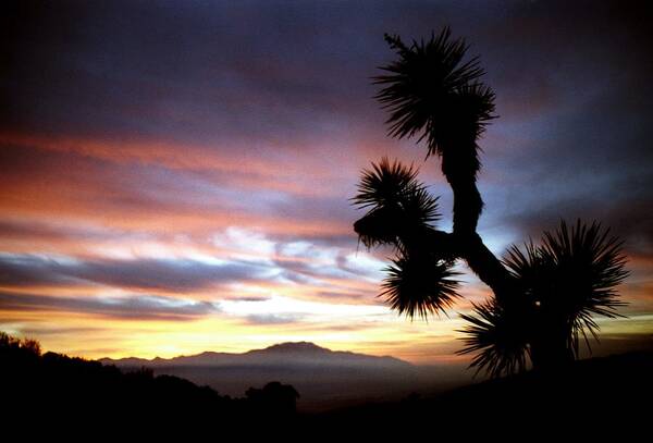 Joshua Poster featuring the photograph Joshua Tree at sunset by Jetson Nguyen