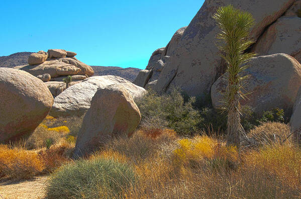 Joshua Poster featuring the photograph Joshua Tree National Park by Penny Lisowski