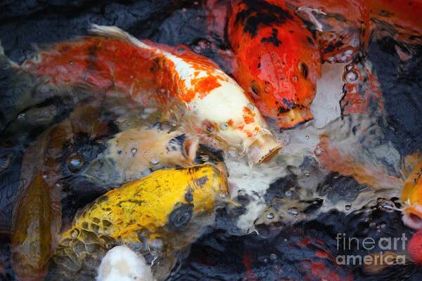 Koi Fish Poster featuring the photograph Jumping for Koi by Veronica Batterson