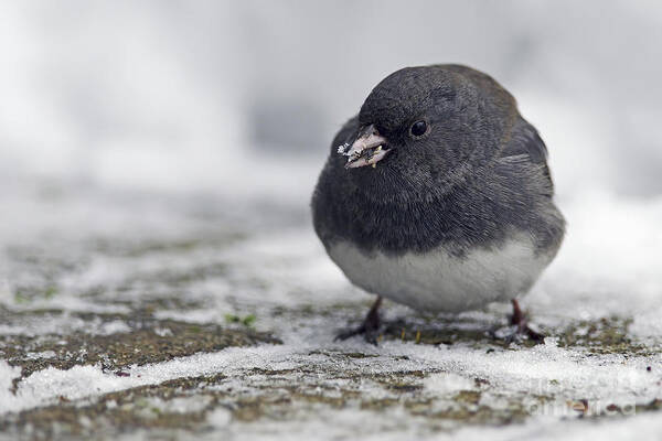 Dark Eyed Junco Poster featuring the photograph Junco in the Snow with Seeds by Sharon Talson