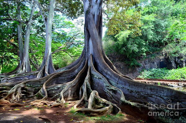 Jurassic Trees Poster featuring the photograph Jurassic Trees by Mary Deal