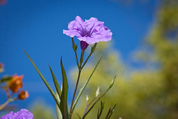 Flower Poster featuring the photograph Just a Flower by Rollie Robles