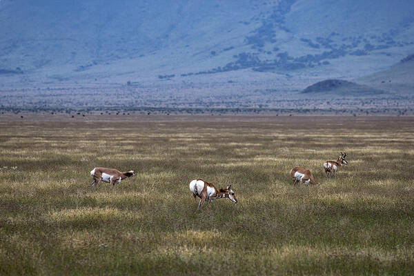 Pronghorn Poster featuring the photograph Just Hanging Out by Renny Spencer