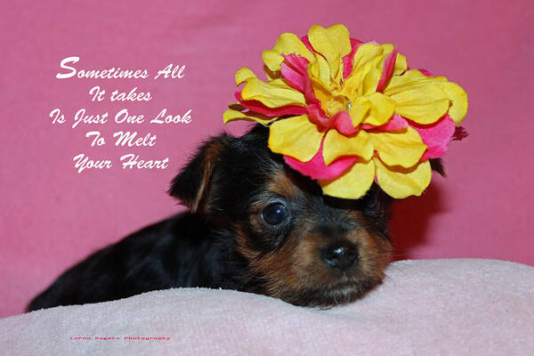 Puppy Poster featuring the photograph Just One Look by Lorna Rose Marie Mills DBA Lorna Rogers Photography