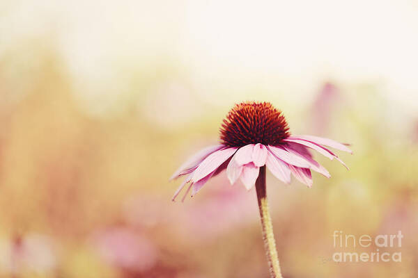 Beve Brown-clark Poster featuring the photograph Just Peachy by Beve Brown-Clark Photography