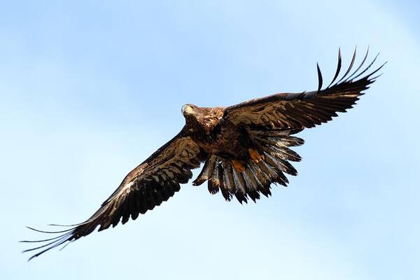 Bald Eagle Poster featuring the photograph Juvenile Bald Eagle by Mike Farslow