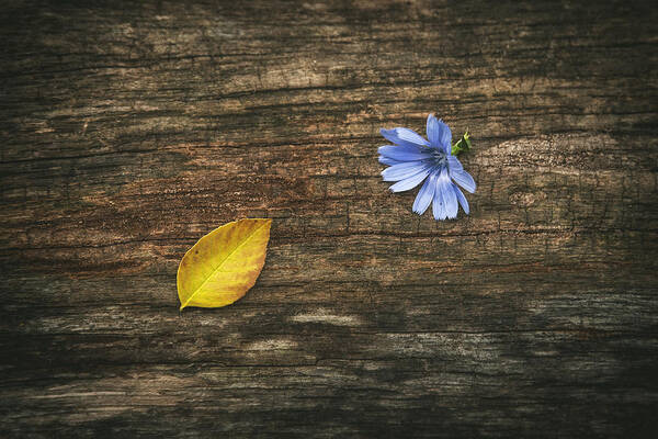 Flower Poster featuring the photograph Juxtaposition by Scott Norris