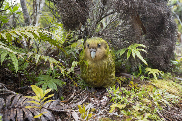 Tui De Roy Poster featuring the photograph Kakapo Male In Forest Codfish Island by Tui De Roy